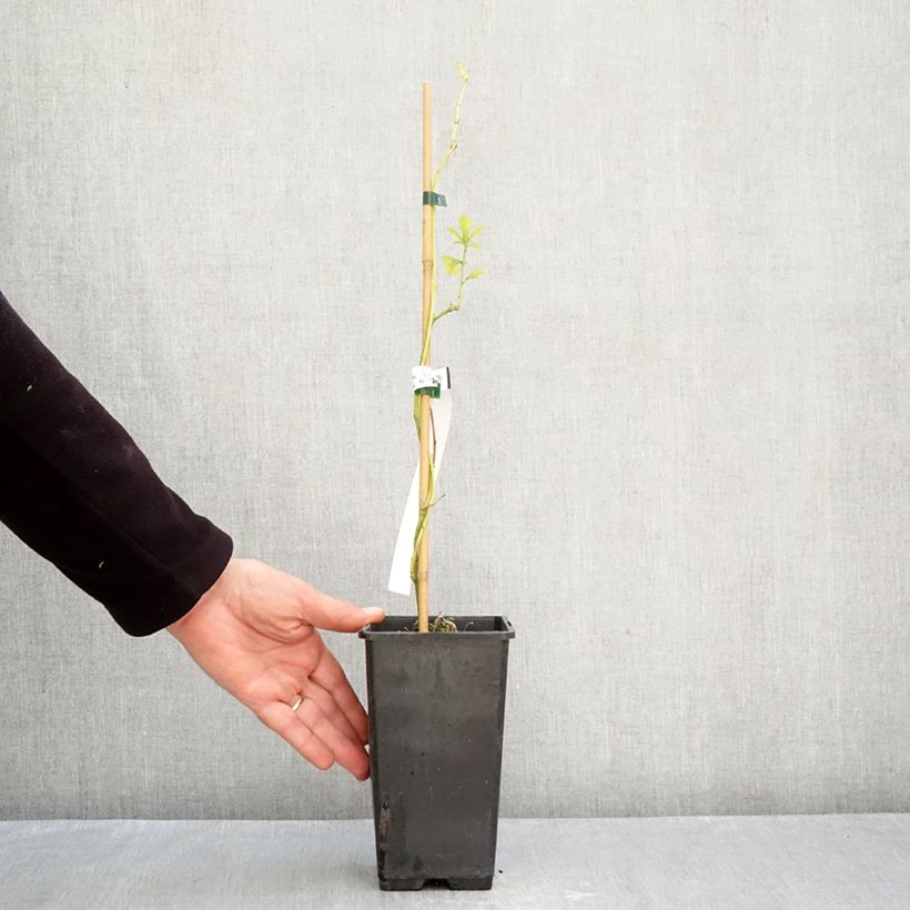 Ejemplar de Passiflora (x) incarnata Snow Star - Flor de la pasión Maceta 1,5L/2L entregado en otoño