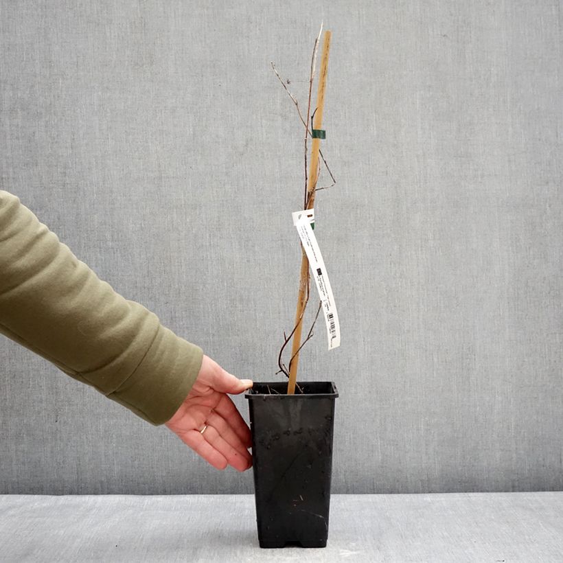 Passiflora (x) incarnata Snow Star - Flor de la pasión Maceta 1,5L/2L Ejemplar entregado en invierno