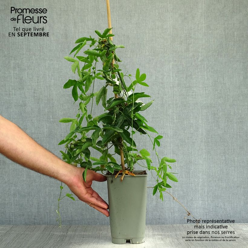 Ejemplar de Passiflora Victoria - Flor de la pasión Maceta 2L/3L entregado en otoño