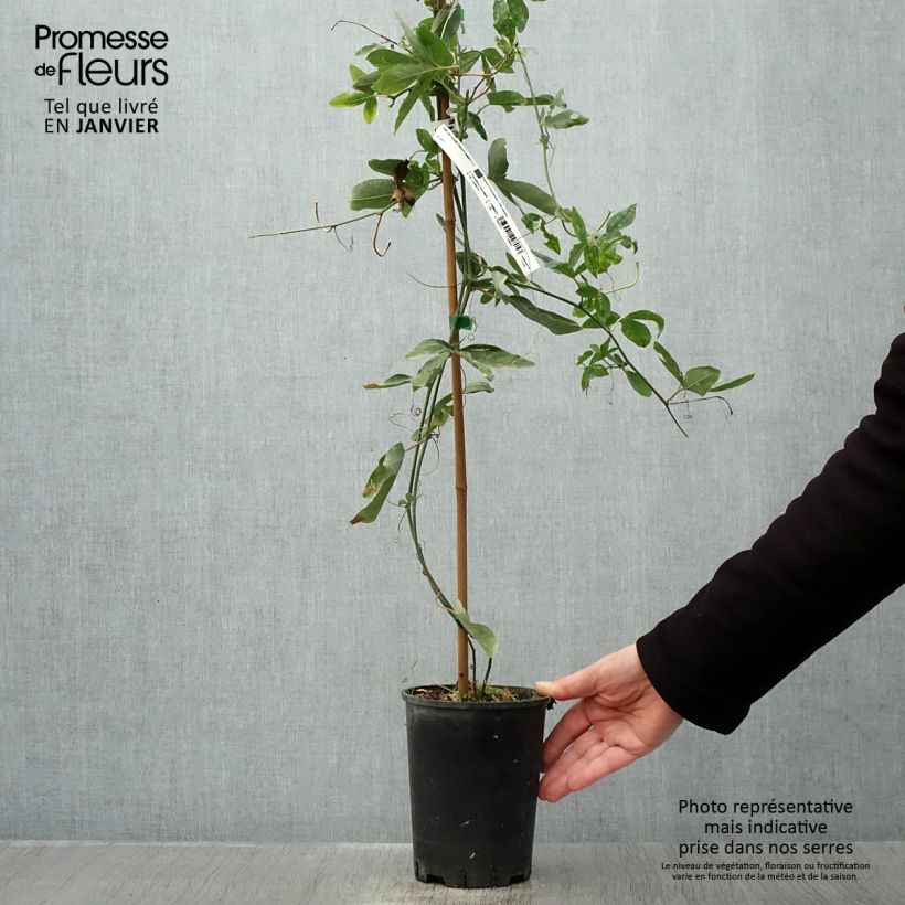 Passiflora Damsel's Delight - Flor de la pasión Maceta 2L/3L Ejemplar entregado en invierno