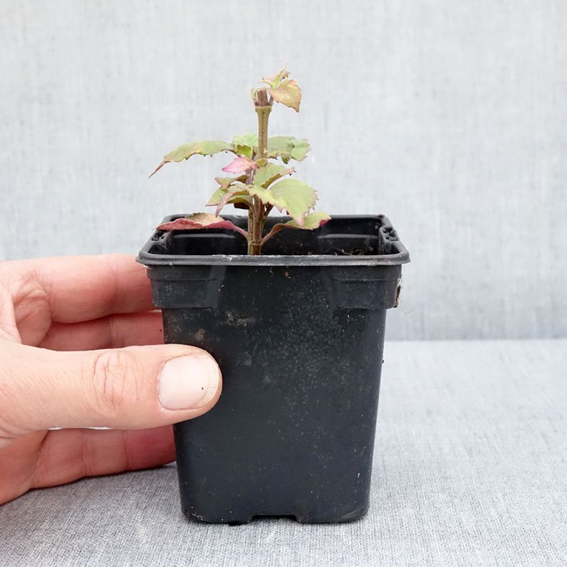 Pachulí - Pogostemon cablin Maceta de 8/9 cm Ejemplar entregado en la primavera