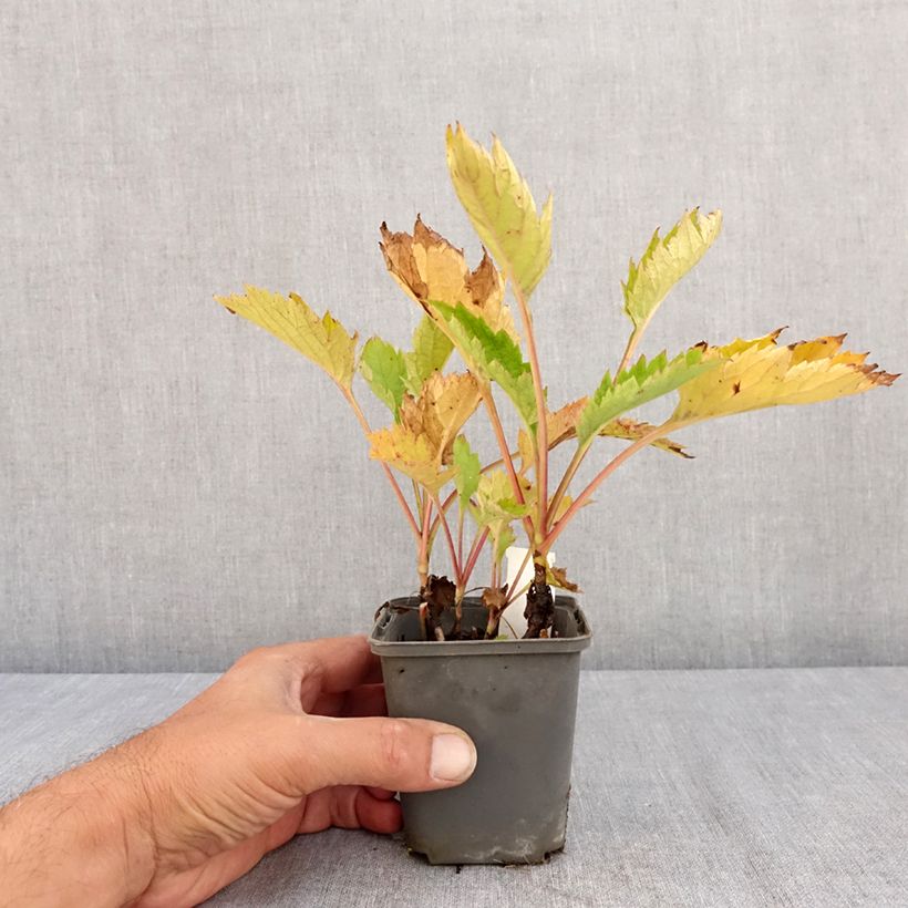 Ejemplar de Patrinia gibbosa Maceta de 8/9 cm entregado en verano