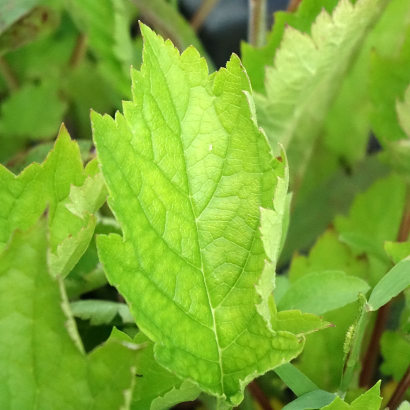 Patrinia gibbosa (Follaje)