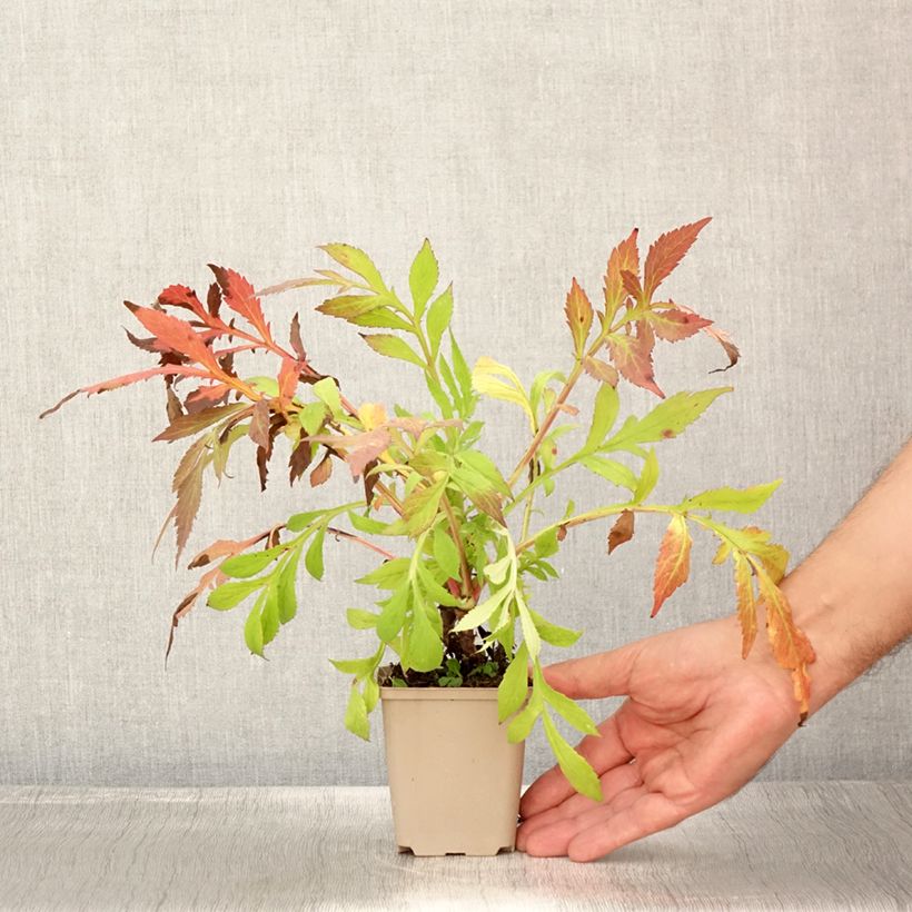 Ejemplar de Patrinia monandra Maceta de 8/9 cm entregado en verano