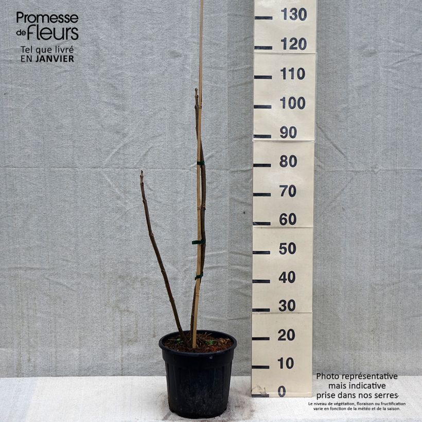 Paulownia elongata Maceta 7,5L/10L Ejemplar entregado en invierno