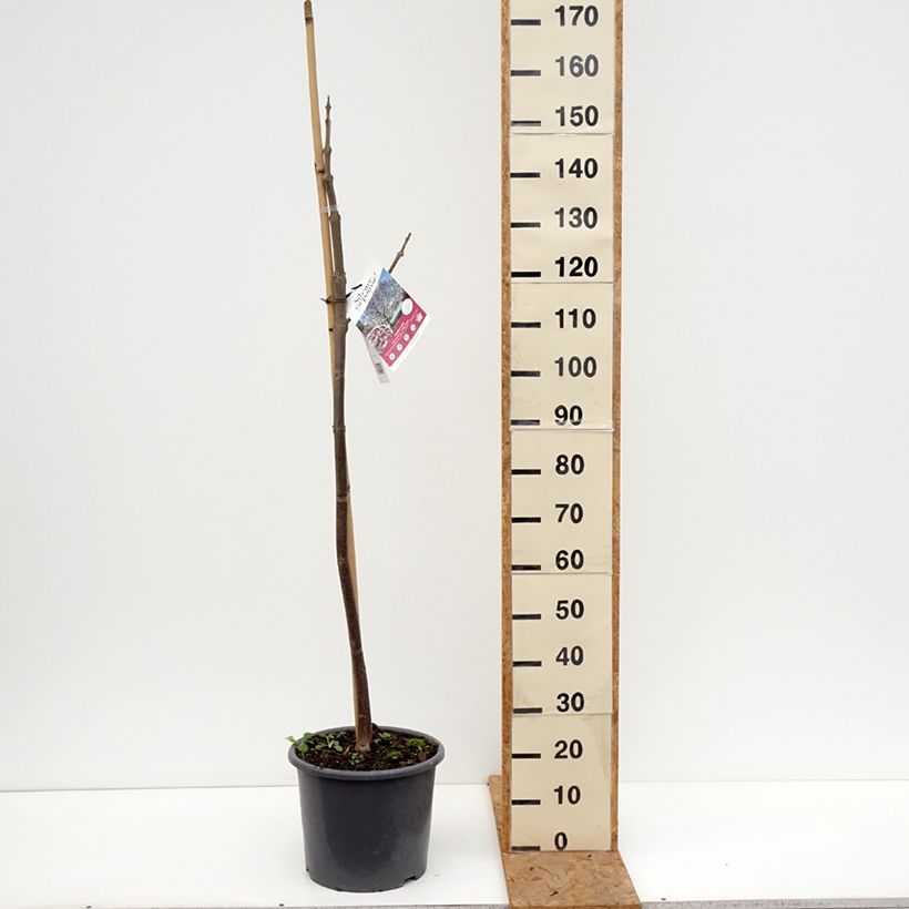 Ejemplar de Paulownia fortunei April Light Maceta 12L/15L, Arból joven entregado en otoño