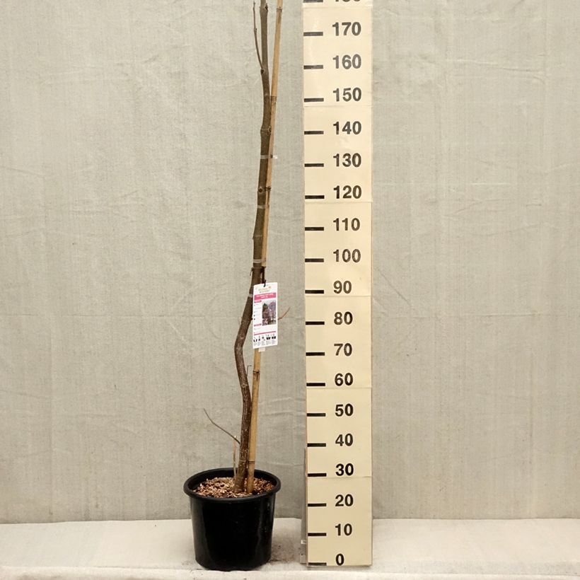 Paulownia fortunei April Light Maceta 12L/15L Ejemplar entregado en la primavera