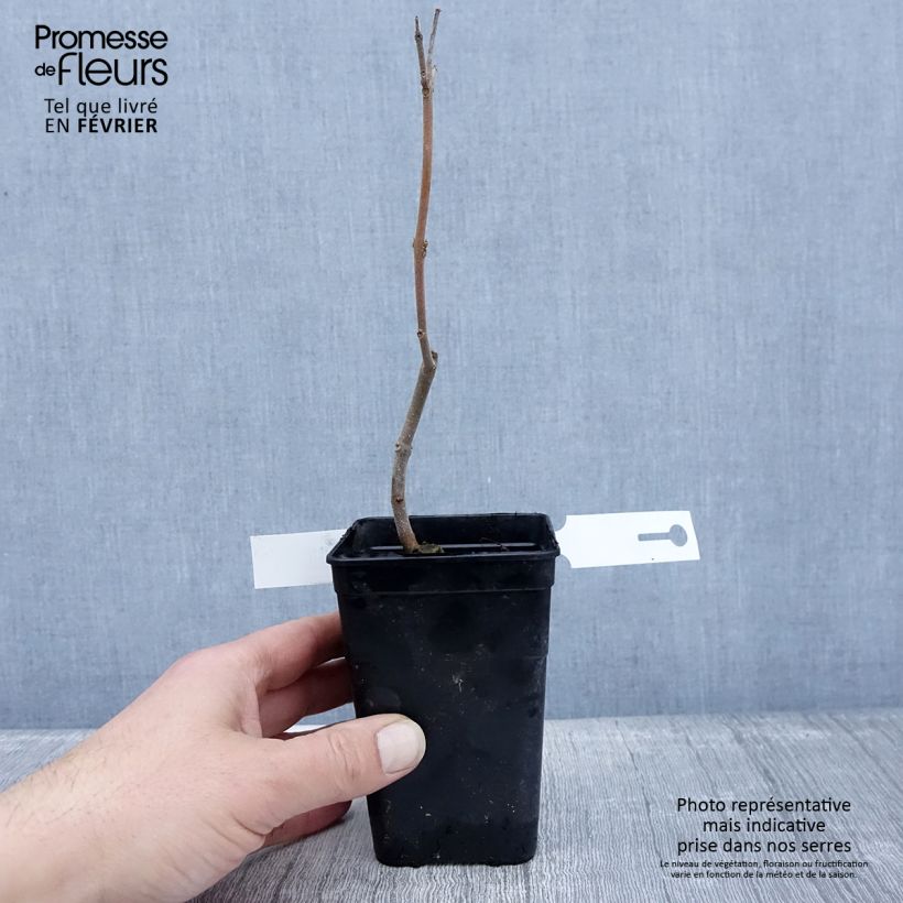 Paulownia fortunei April Light Maceta 1L/1,5L Ejemplar entregado en invierno