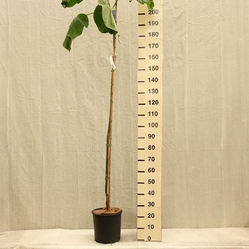 Ejemplar de Paulownia fortunei Fast Blue Minfast Maceta 12L/15L entregado en otoño