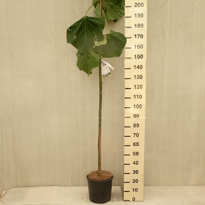 Ejemplar de Paulownia fortunei Fast Blue Minfast Maceta 12L/15L entregado en verano