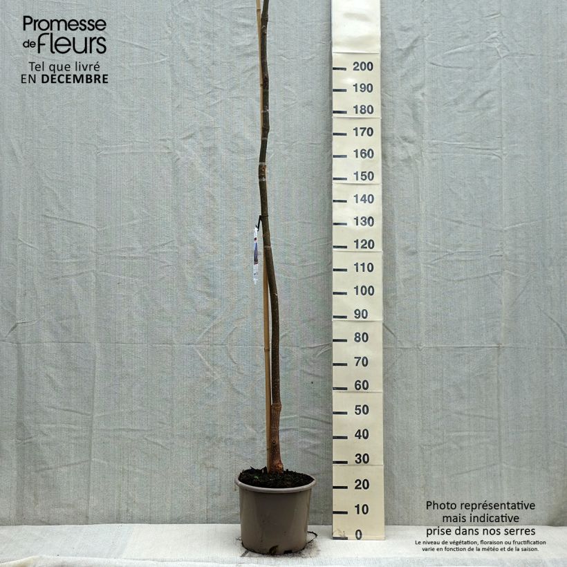 Paulownia fortunei Fast Blue Minfast Maceta 12L/15L Ejemplar entregado en invierno