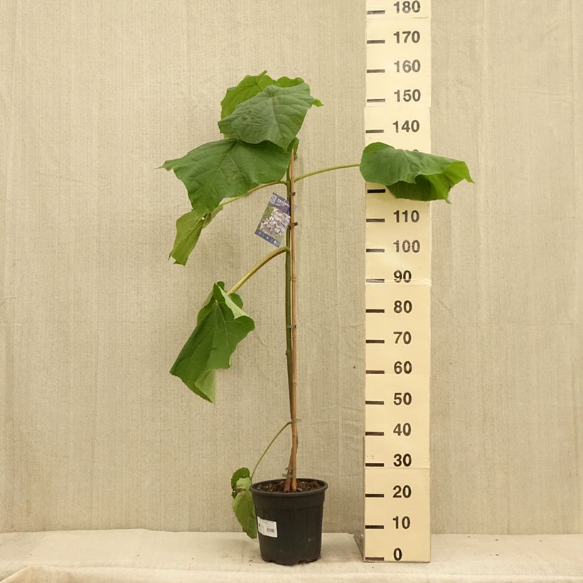 Ejemplar de Paulownia fortunei Fast Blue Minfast Maceta 7,5L/10L entregado en verano