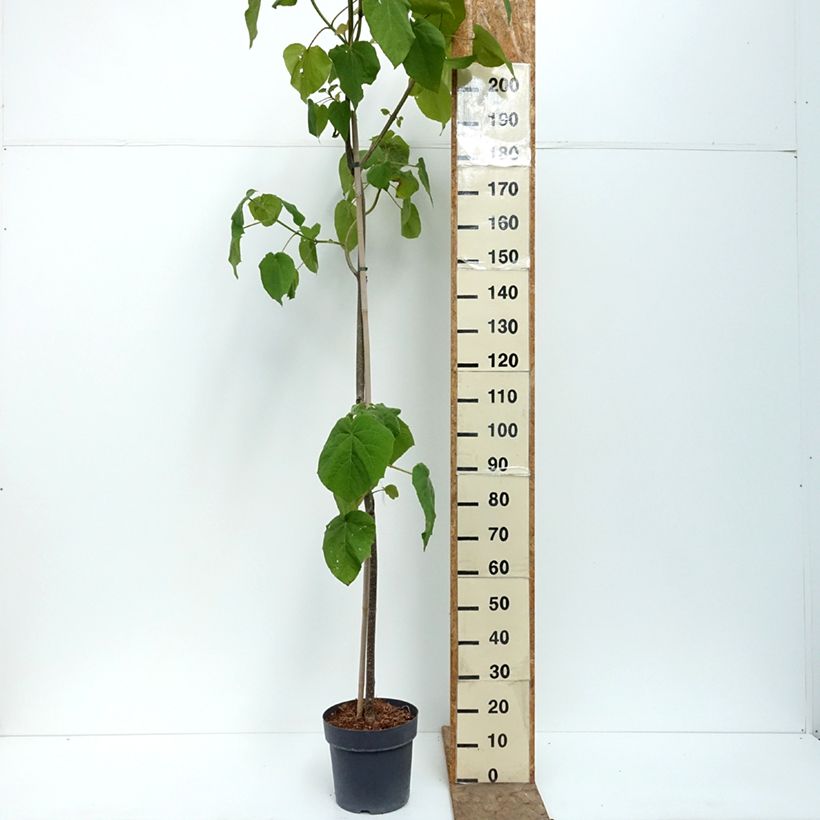 Ejemplar de Paulownia tomentosa - Paulonia imperial Maceta 7,5L/10L entregado en verano