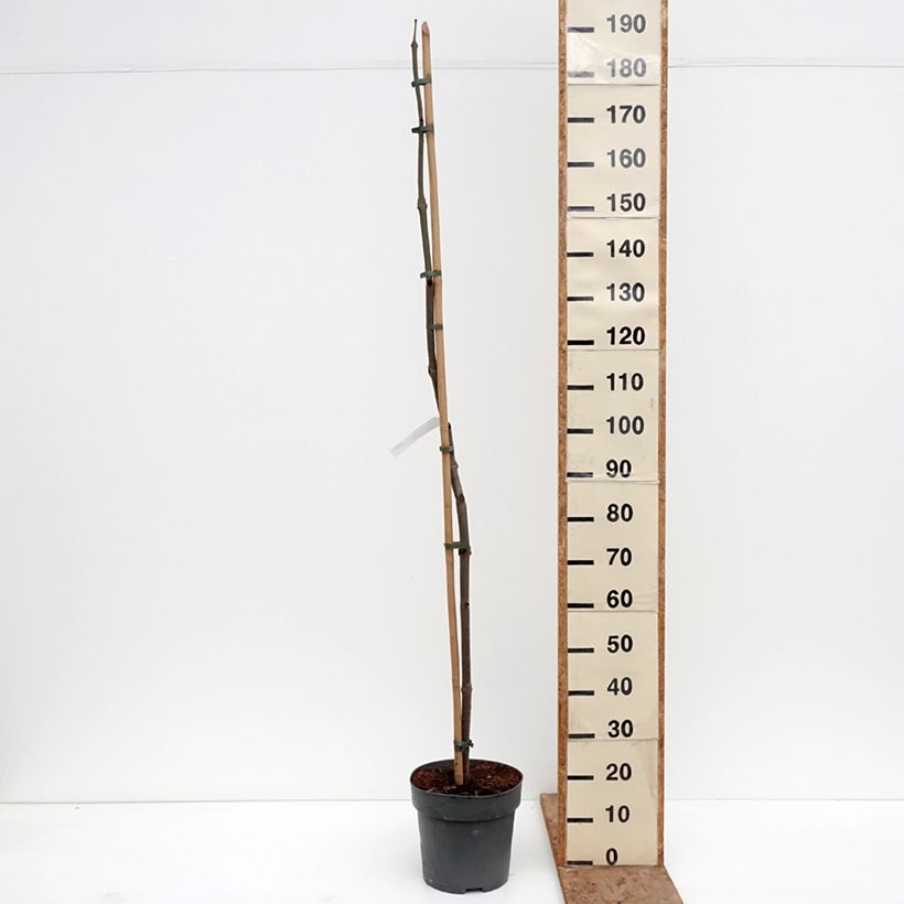 Paulownia tomentosa - Paulonia imperial Maceta 7,5L/10L Ejemplar entregado en invierno