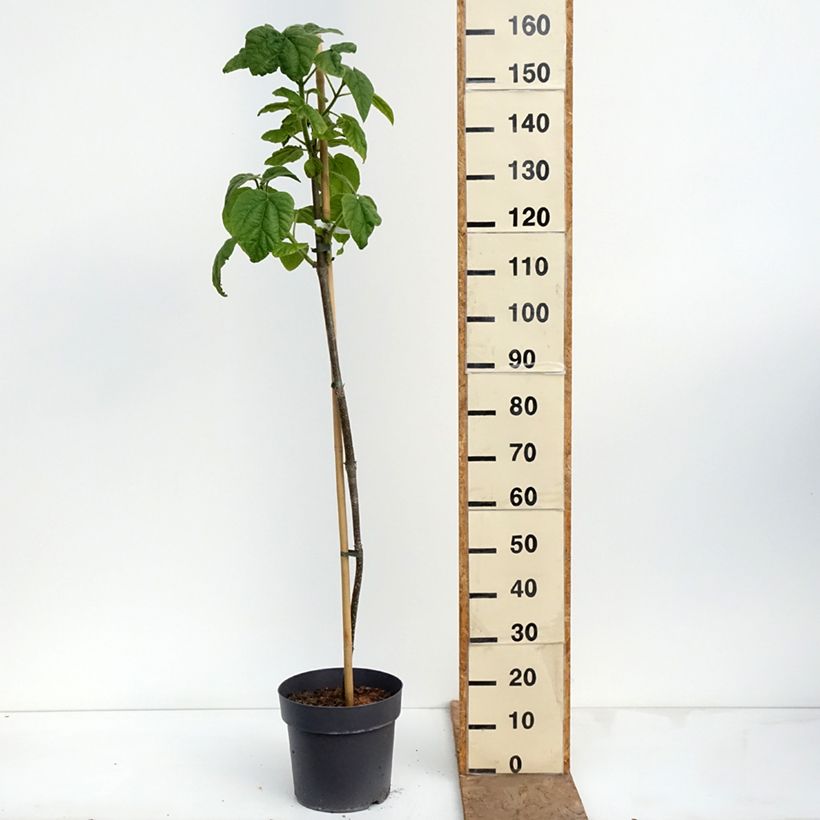 Paulownia tomentosa - Paulonia imperial Maceta 7,5L/10L Ejemplar entregado en la primavera