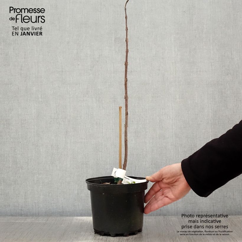 Paulownia tomentosa Hulsdonk Maceta 3L/4L Ejemplar entregado en invierno