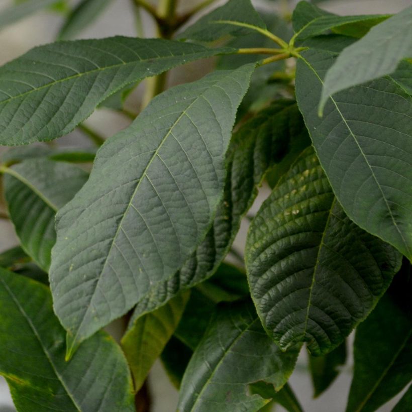 Aesculus parviflora - Castaño de hojas pequeñas (Follaje)