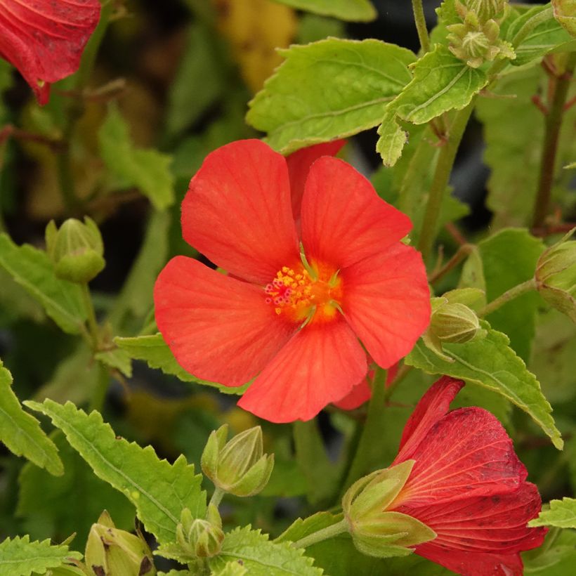 Pavonia x 'dupa1' Flamboyant® (Floración)