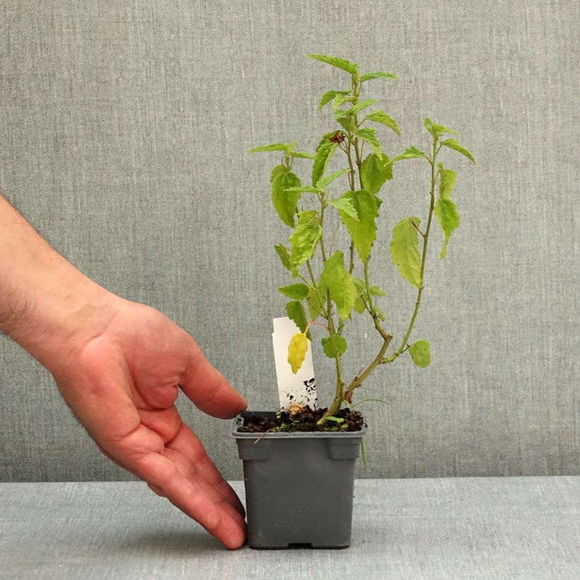 Pavonia x 'dupa1' Flamboyant® Maceta de 8/9 cm Ejemplar entregado en la primavera