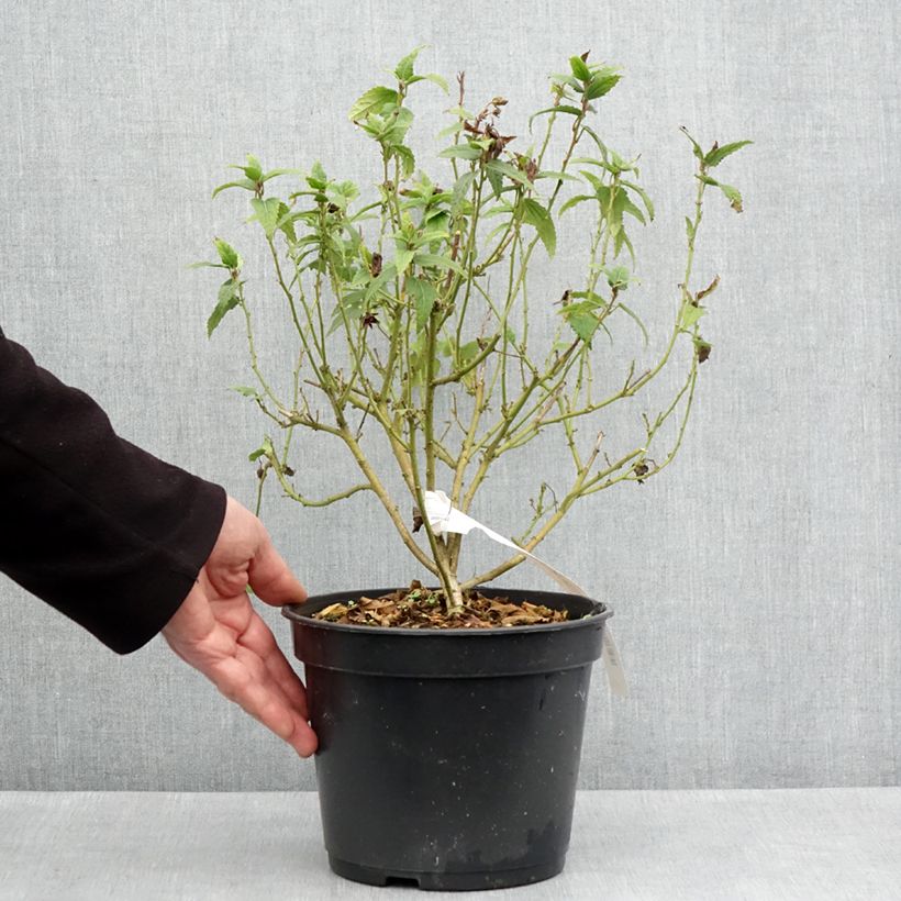 Pavonia x 'dupa1' Flamboyant® Maceta 4L/5L Ejemplar entregado en la primavera