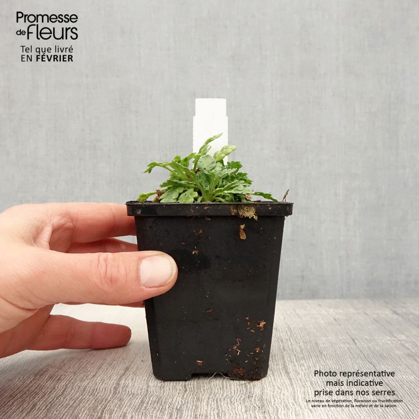 Amapola de Islandia Champagne Bubbles Mix - Papaver nudicaule Maceta de 8/9 cm Ejemplar entregado en invierno