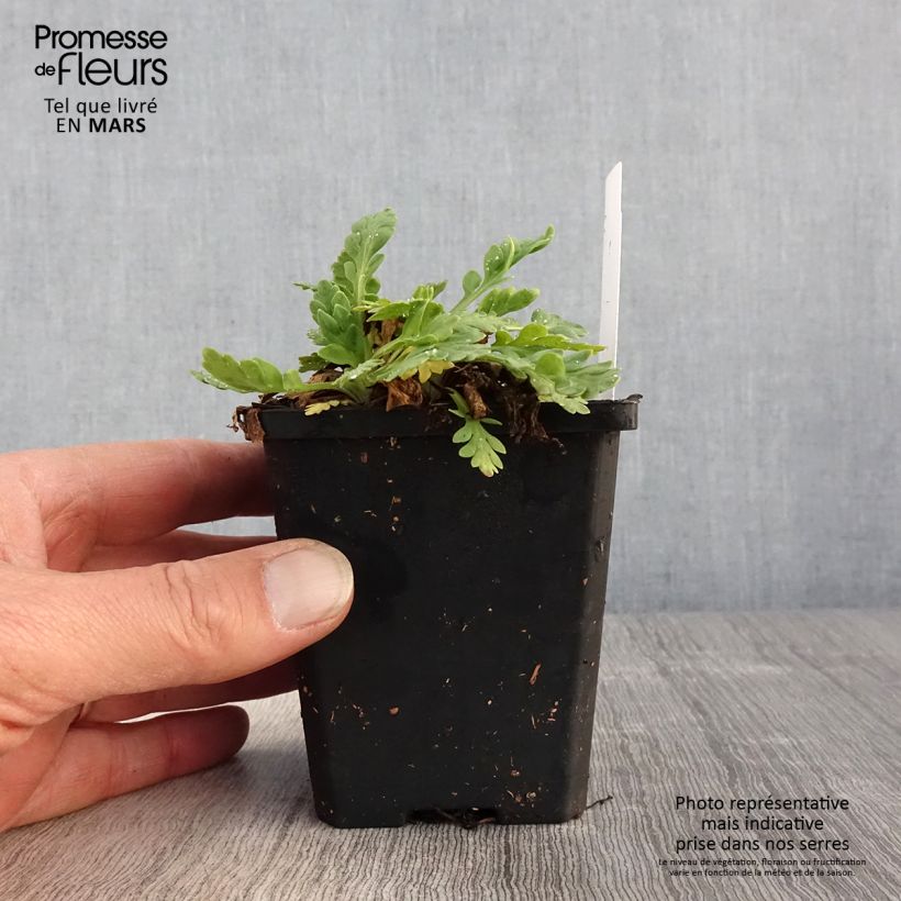 Amapola de Islandia Champagne Bubbles Mix - Papaver nudicaule Maceta de 8/9 cm Ejemplar entregado en la primavera