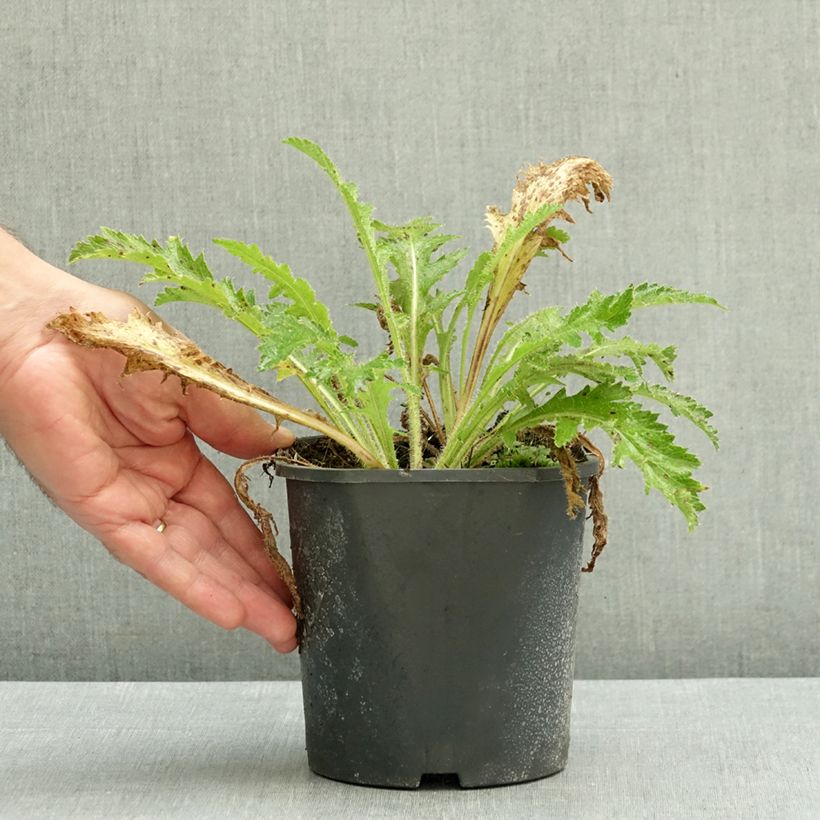 Ejemplar de Amapola oriental Harlem - Papaver orientale Maceta 2L/3L entregado en otoño