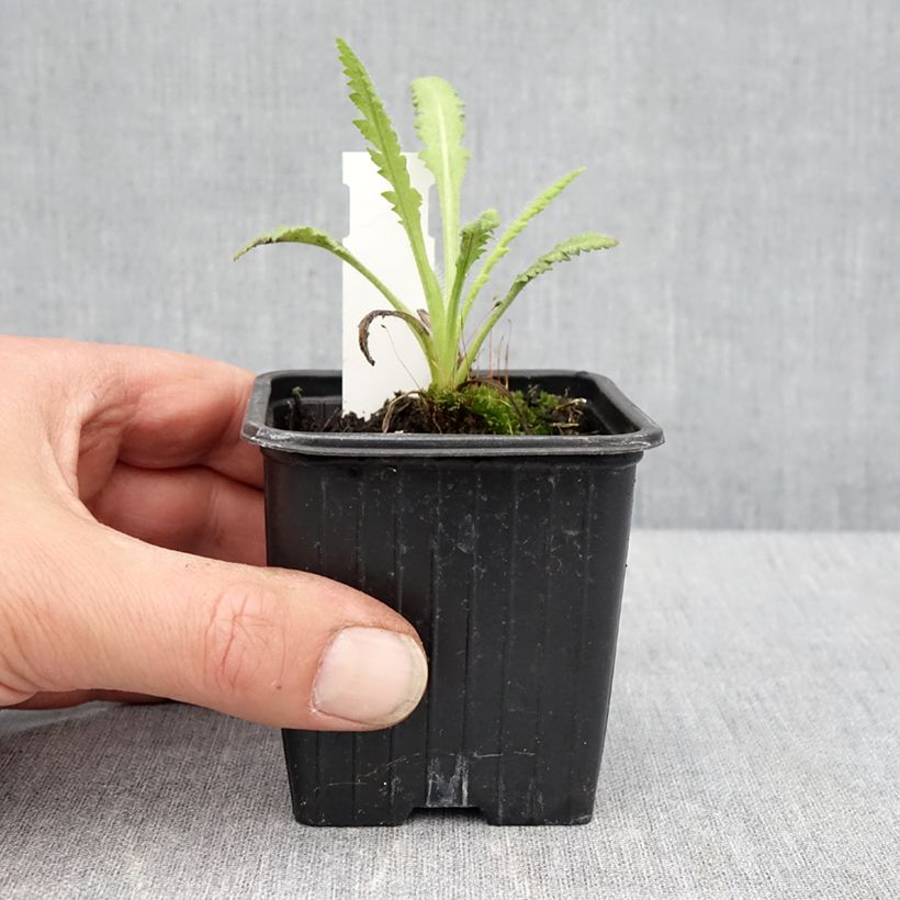 Amapola oriental Marlene - Papaver orientale Maceta de 8/9 cm Ejemplar entregado en la primavera