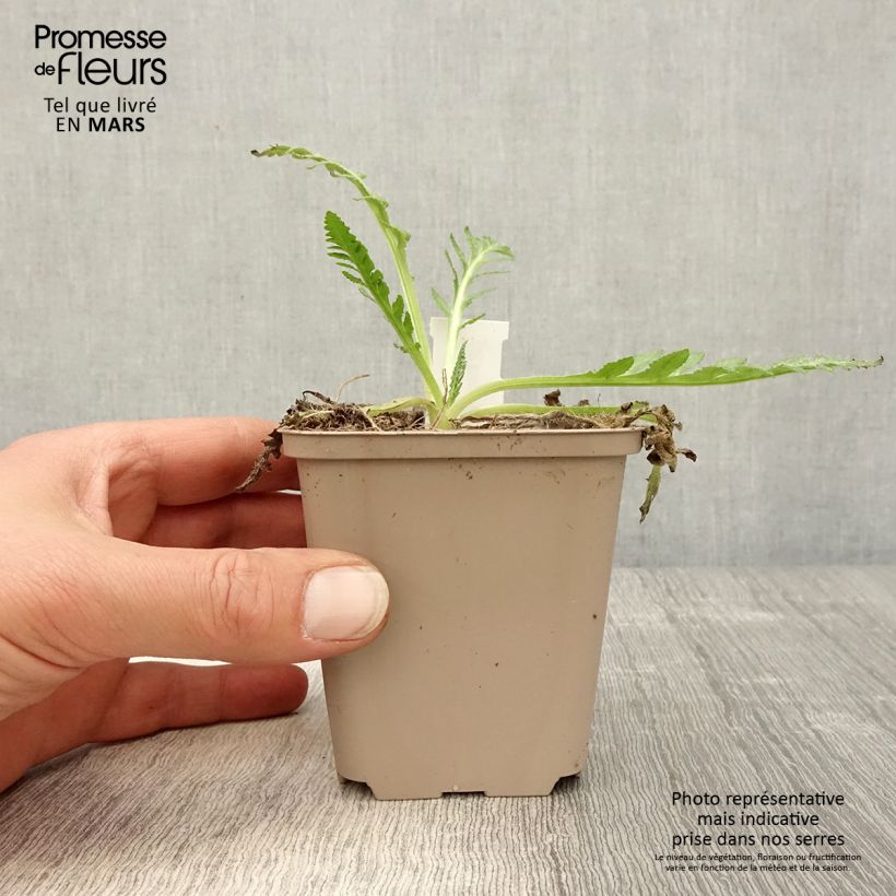 Amapola oriental Helen Elisabeth - Papaver orientale Maceta de 8/9 cm Ejemplar entregado en la primavera