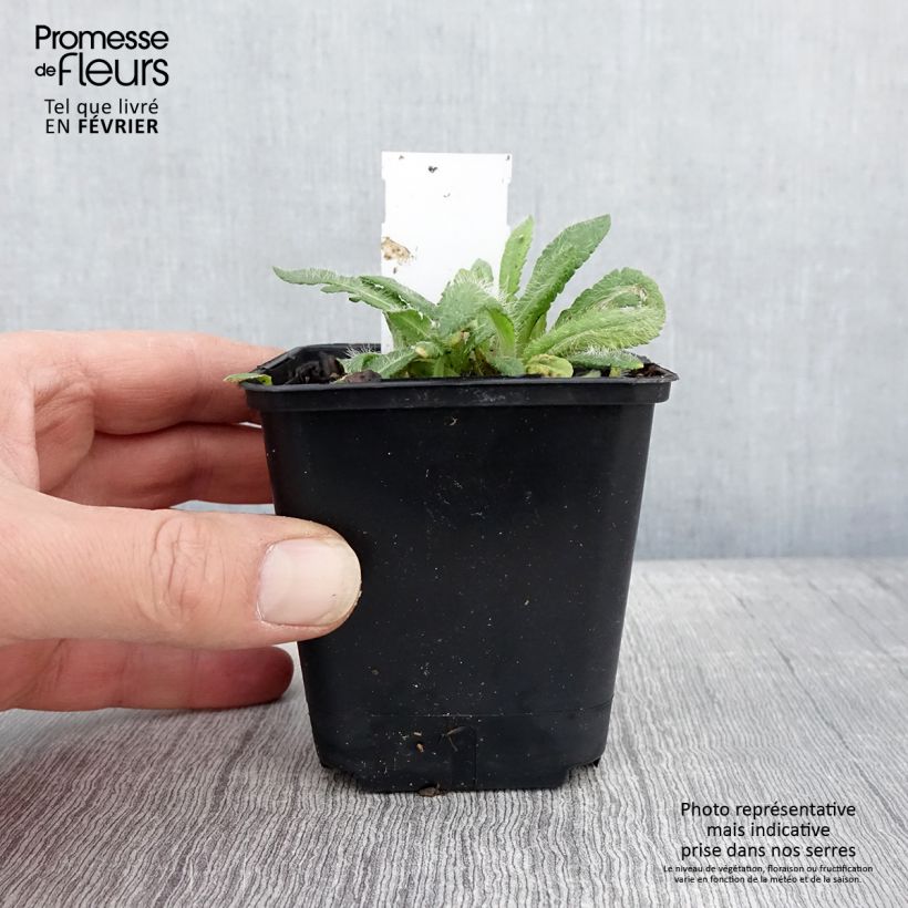 Amapola oriental May Queen - Papaver orientale Maceta de 8/9 cm Ejemplar entregado en invierno