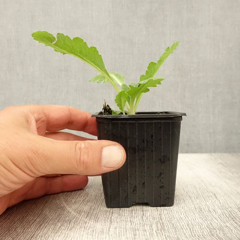 Ejemplar de Amapola oriental Patty's Plum - Papaver orientale Maceta de 8/9 cm entregado en verano