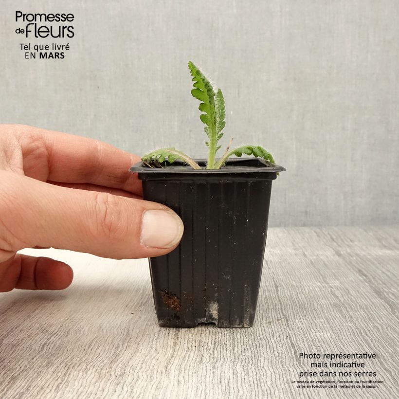 Amapola oriental Princess Victoria Louise - Papaver orientale Maceta de 7/8 cm Ejemplar entregado en la primavera