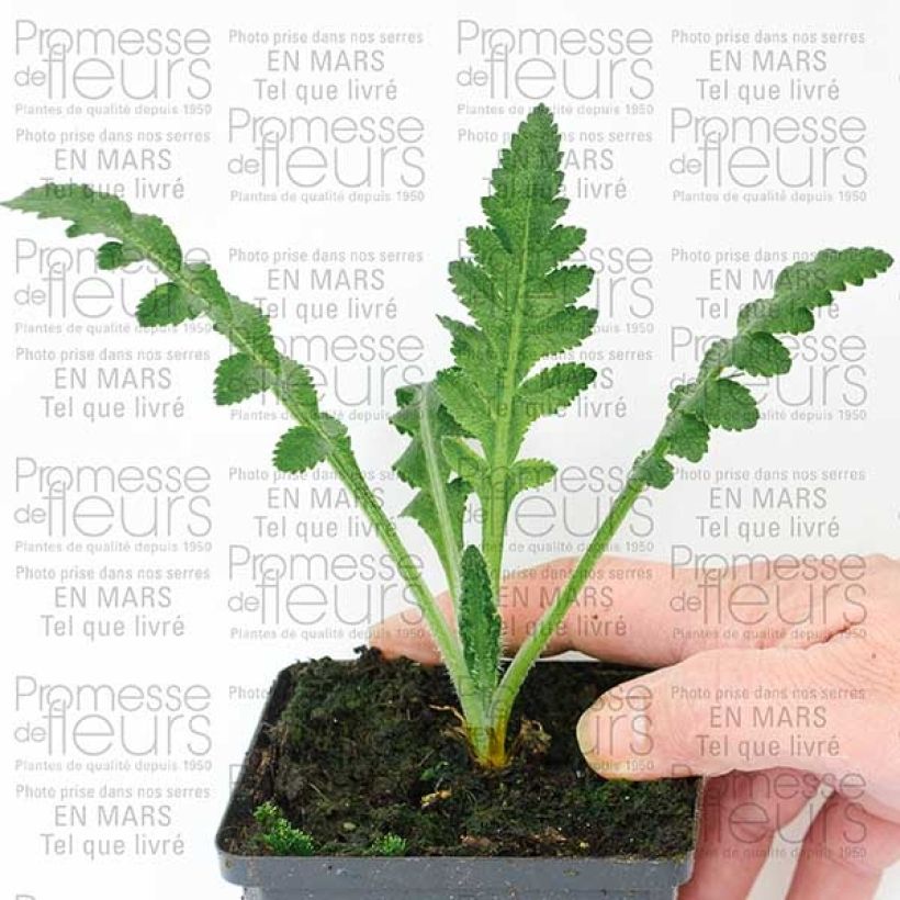 Ejemplo de ejemplar de Amapola oriental Queen Alexandra - Papaver orientale Maceta de 8/9 cm tal y como se entrega