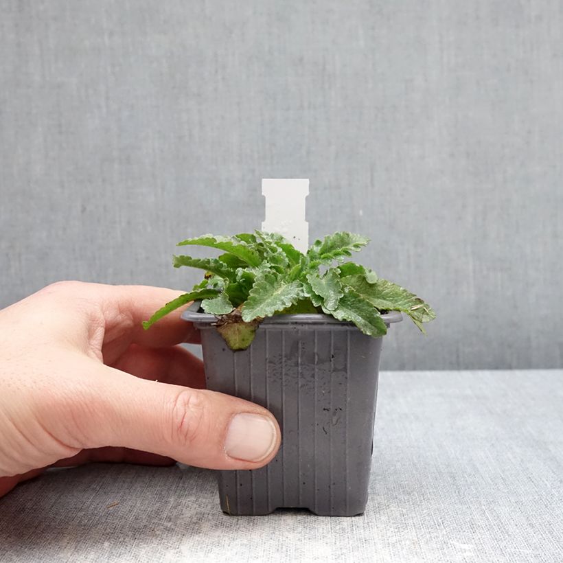 Amapola oriental Pink Perfection - Papaver orientale Maceta de 8/9 cm Ejemplar entregado en invierno