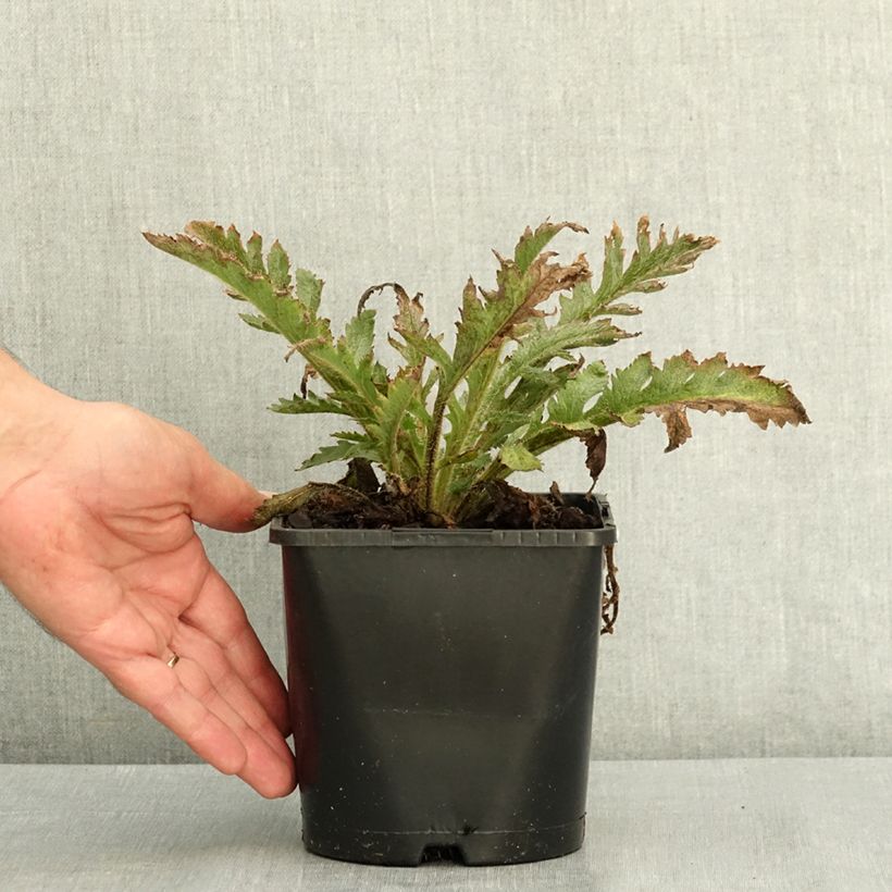 Ejemplar de Amapola oriental Pink Perfection - Papaver orientale Maceta 2L/3L entregado en verano