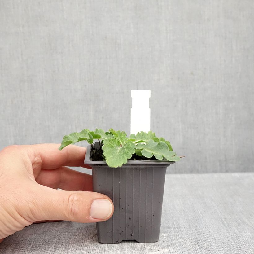 Ejemplar de Amapola oriental Red Rumble - Papaver orientale Maceta de 8/9 cm entregado en otoño