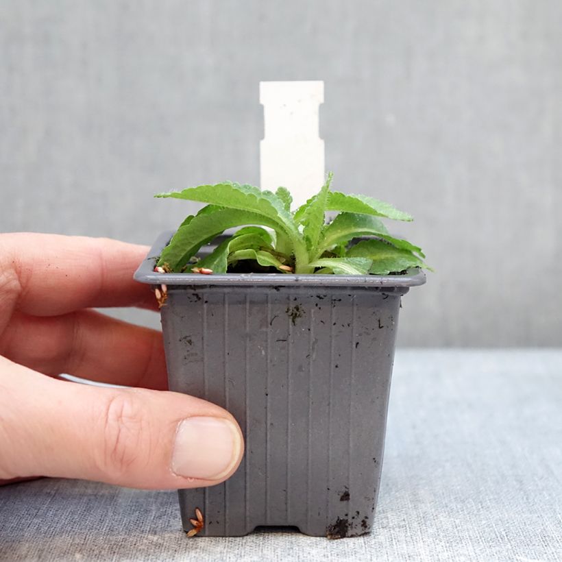 Amapola oriental Red Rumble - Papaver orientale Maceta de 8/9 cm Ejemplar entregado en invierno