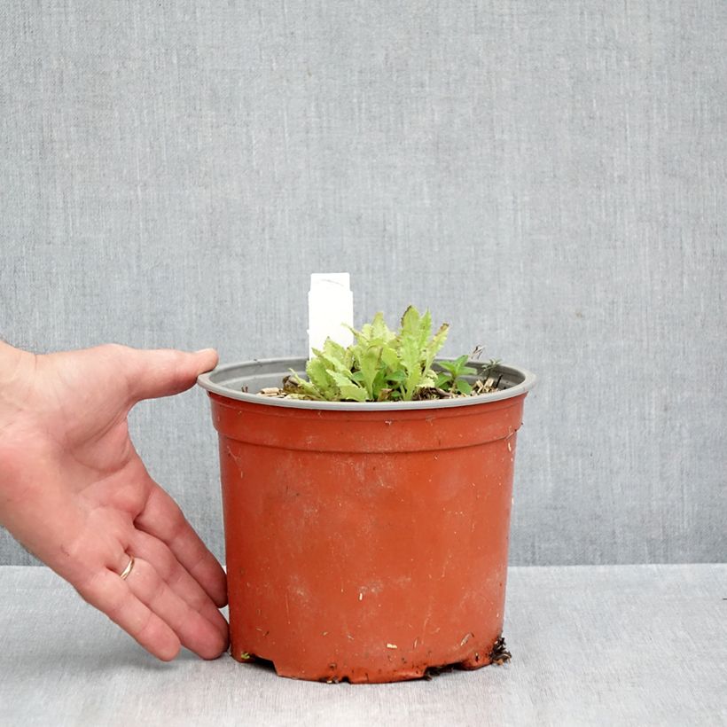 Ejemplar de Amapola oriental Royal Chocolate Distinction - Papaver orientale Maceta 2L/3L entregado en otoño