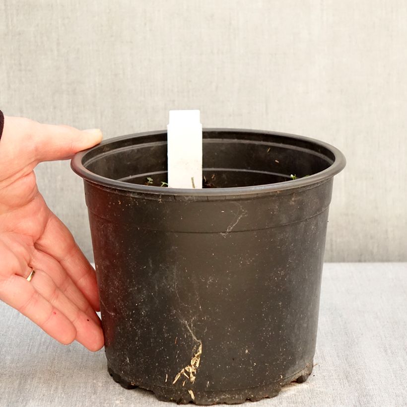 Amapola oriental Royal Chocolate Distinction - Papaver orientale Maceta 2L/3L Ejemplar entregado en invierno