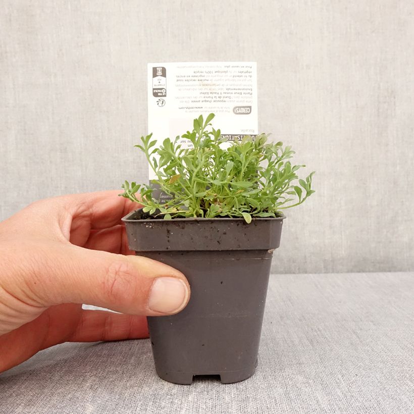 Papaver alpinum - Amopala Maceta de 8/9 cm Ejemplar entregado en la primavera