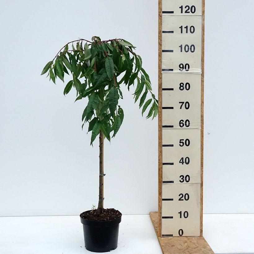 Ejemplar de Prunus persica Melred Weeping Maceta 4L/5L, Tallo entregado en otoño