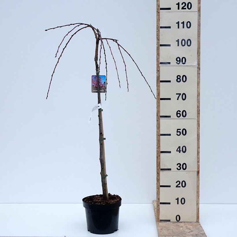 Prunus persica Melred Weeping Maceta 4L/5L Ejemplar entregado en invierno