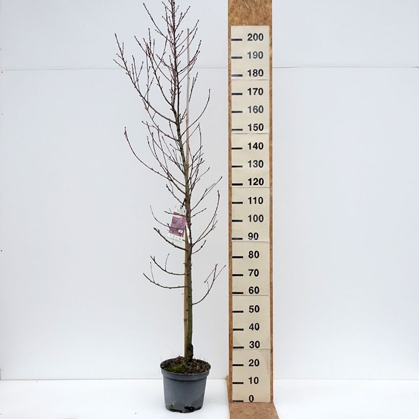 Ejemplar de Prunus persica Taoflora Pink Maceta 7,5L/10L, Arból joven entregado en otoño