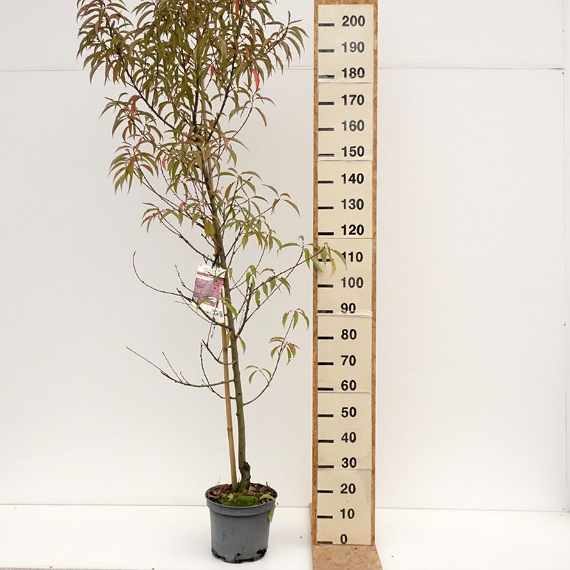 Ejemplar de Prunus persica Taoflora Pink Maceta 7,5L/10L, Arból joven entregado en verano