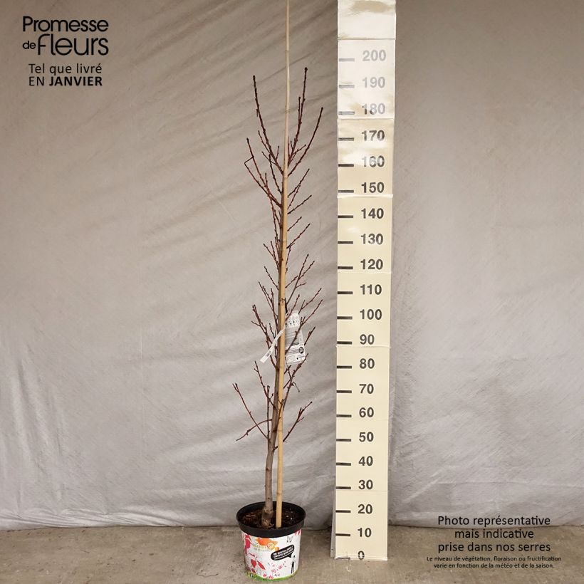 Prunus persica Taoflora Red Maceta 7,5L/10L Ejemplar entregado en invierno