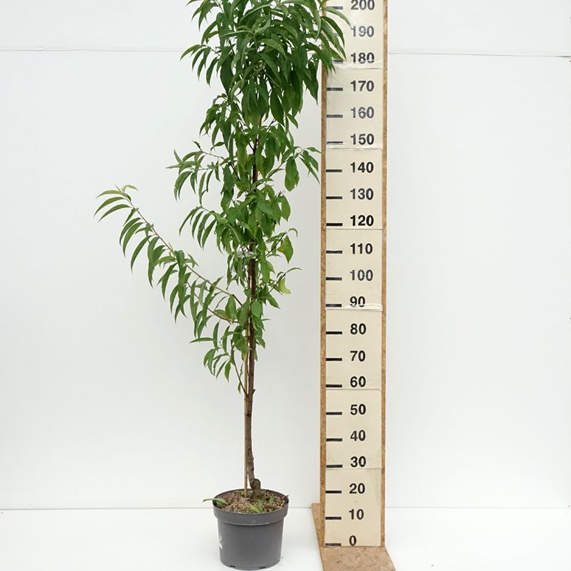 Ejemplar de Prunus persica Taoflora Red Maceta 7,5L/10L, Arból joven entregado en verano