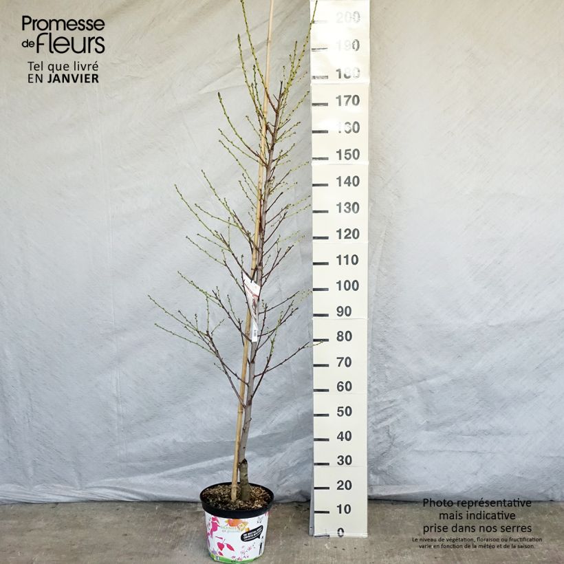 Prunus persica Taoflora White Maceta 7,5L/10L Ejemplar entregado en invierno