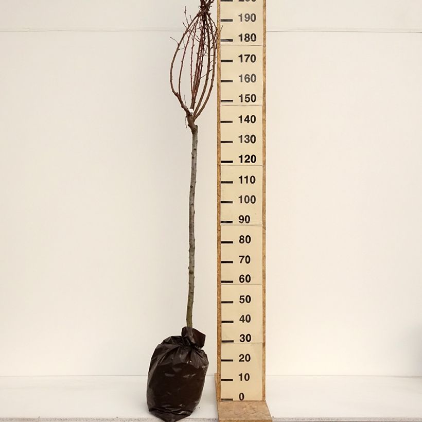 Melocotonero Andromède Zaidrome Cepellón "listo para plantar", Medio tallo Ejemplar entregado en la primavera