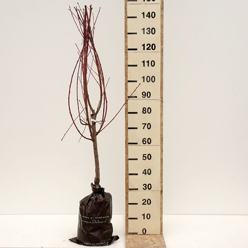 Melocotonero Andromède Zaidrome Cepellón "listo para plantar", Copa Ejemplar entregado en invierno