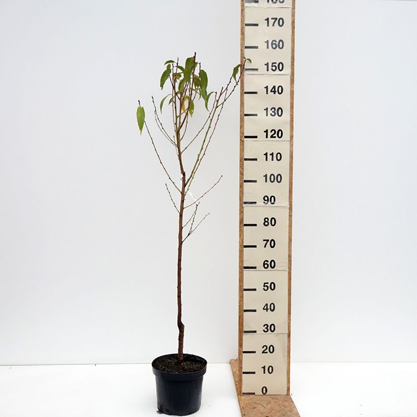 Ejemplar de Melocotonero Bénédicte Maceta 7,5L/10L, Copa entregado en otoño